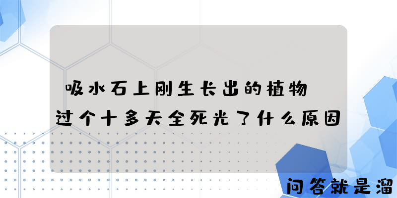 吸水石上刚生长出的植物，过个十多天全死光了什么原因？