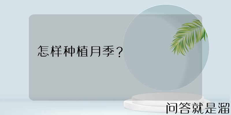 怎样种植月季？