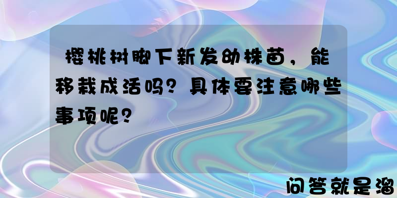 樱桃树脚下新发幼株苗，能移栽成活吗？具体要注意哪些事项呢？